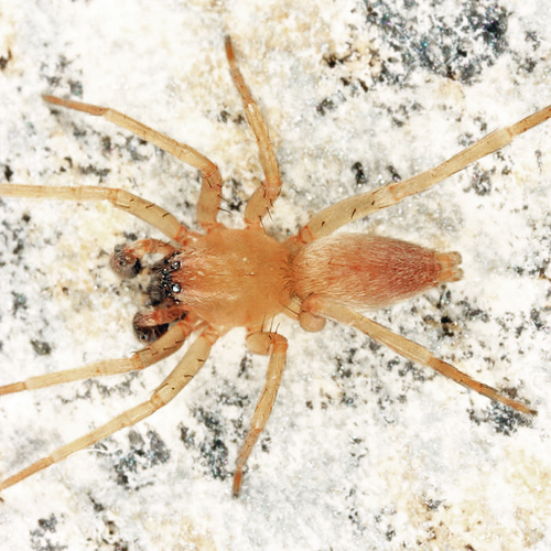 Bishop's Sac Spider