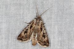 Agrotis radians
