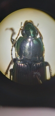 Poecilus lucublandus