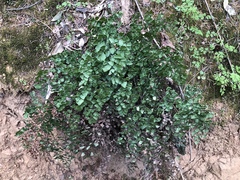 Adiantum shastense