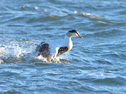 Common eider