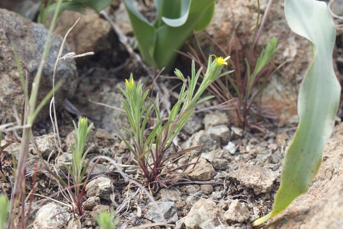 Image of Rigiopappus leptocladus by (c) Arvel Hernandez, some rights reserved (CC BY)