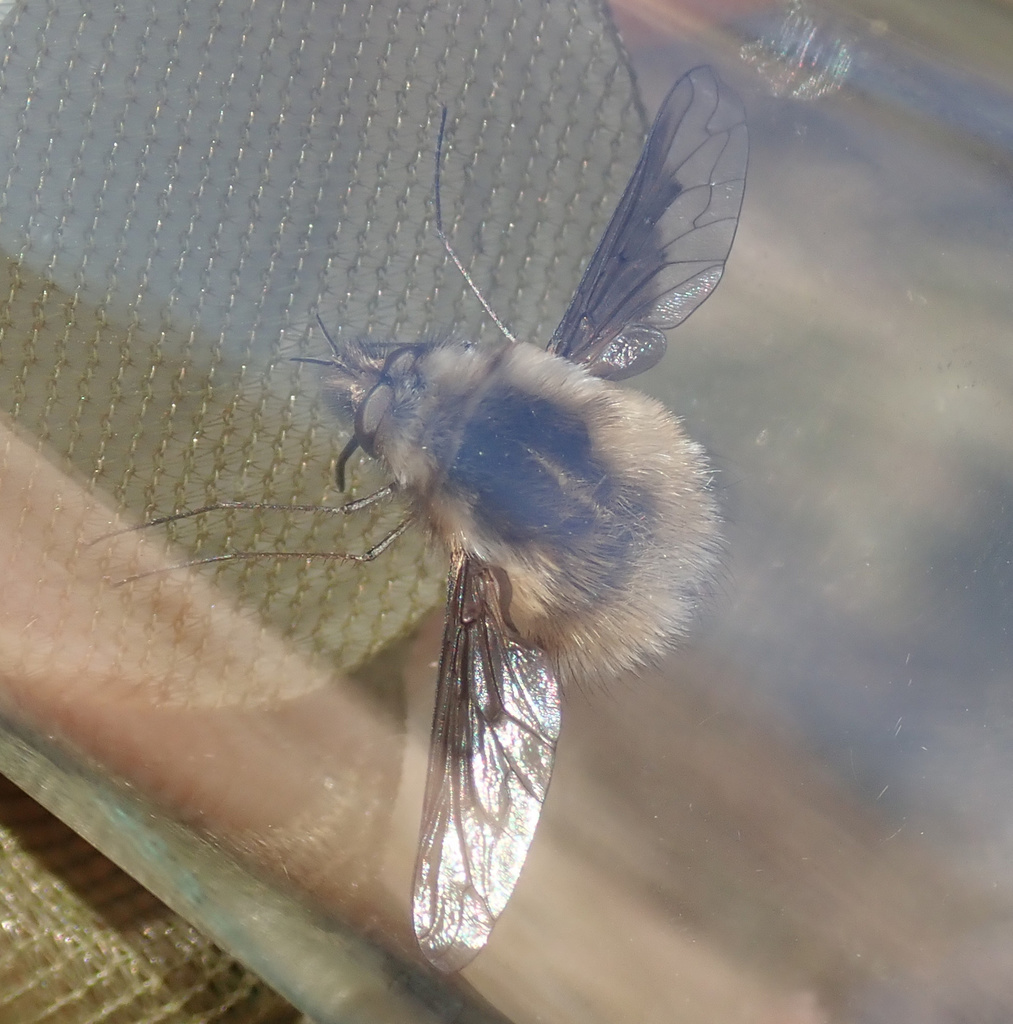 Bombylius analis