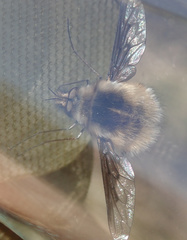 Bombylius analis