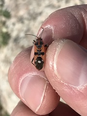Spilostethus longulus