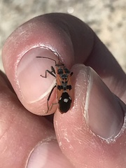 Spilostethus longulus