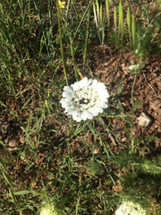 Artedia squamata