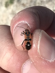 Spilostethus longulus