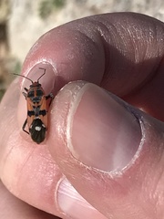 Spilostethus longulus