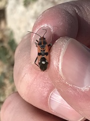 Spilostethus longulus