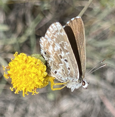 Lepidochrysops variabilis