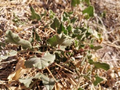 Aristolochia wrightii
