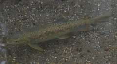 Ohrid Trout photo 3