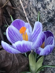 Crocus