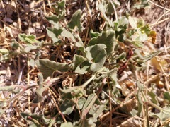 Aristolochia wrightii