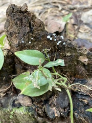 Ceratiomyxa morchella