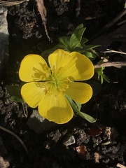 Eranthis hyemalis