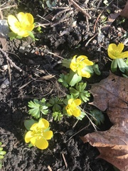 Eranthis hyemalis