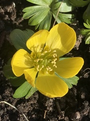 Eranthis hyemalis