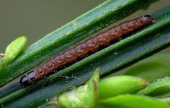 Agonopterix assimilella