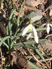 Galanthus nivalis
