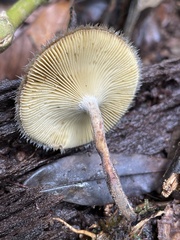 Lentinus berteroi