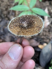 Lentinus berteroi
