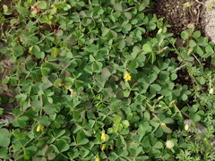 Oxalis corniculata