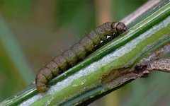 Agonopterix assimilella