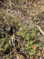 Hypericum suffruticosum