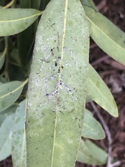 Euthoracaphis umbellulariae