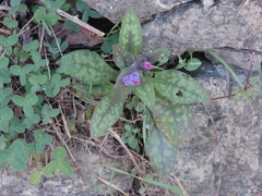 Pulmonaria hirta