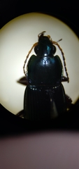 Poecilus lucublandus