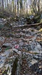 Lathagrium fuscovirens