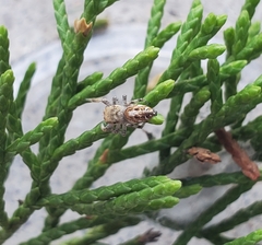 Pelegrina pervaga