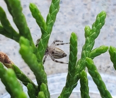 Pelegrina pervaga