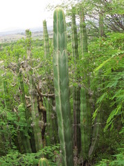 Isolatocereus dumortieri