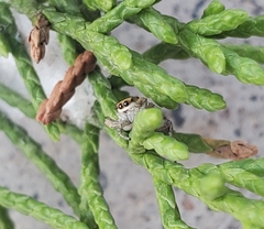 Pelegrina pervaga