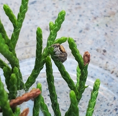 Pelegrina pervaga
