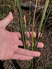 Carex striata