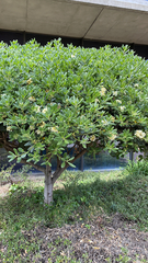 Pittosporum tobira