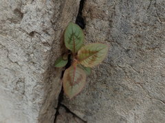 Persicaria capitata