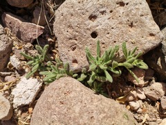 Calibrachoa parviflora