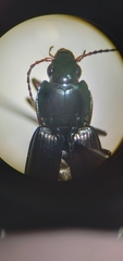 Poecilus lucublandus