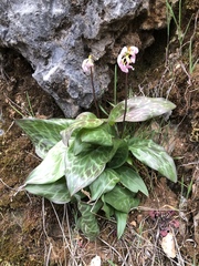 Erythronium shastense