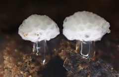 Ceratiomyxa morchella