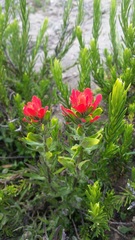 Castilleja nubigena