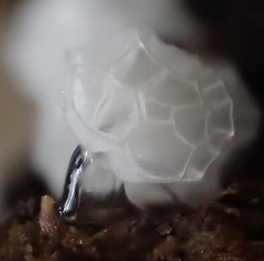 Ceratiomyxa morchella