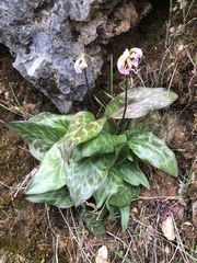 Erythronium shastense