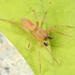 Kaston Sac Spider - Photo (c) Tom Murray, some rights reserved (CC BY-NC), uploaded by Tom Murray
